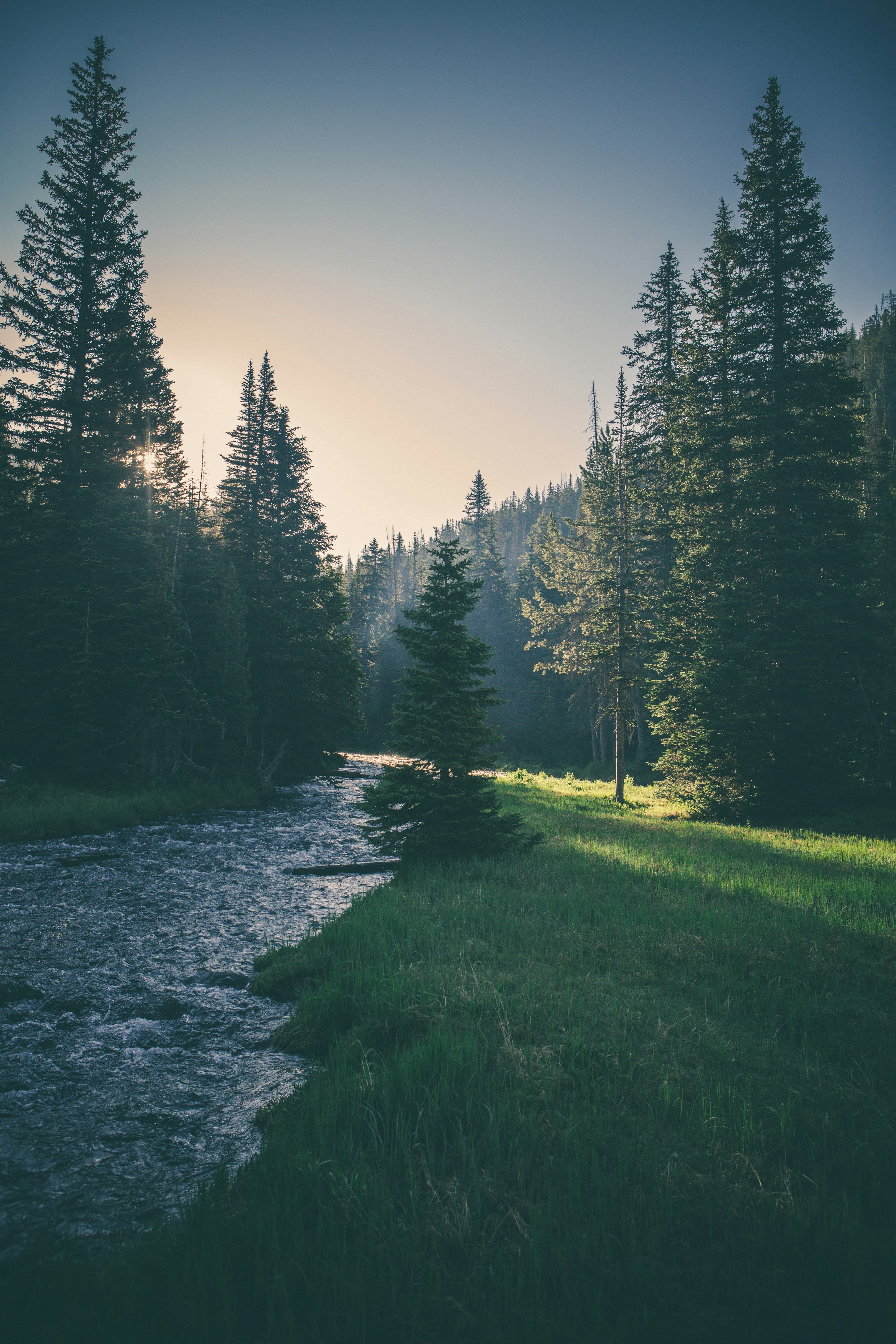 A serene creek flowing through a shaded forest with dappled light