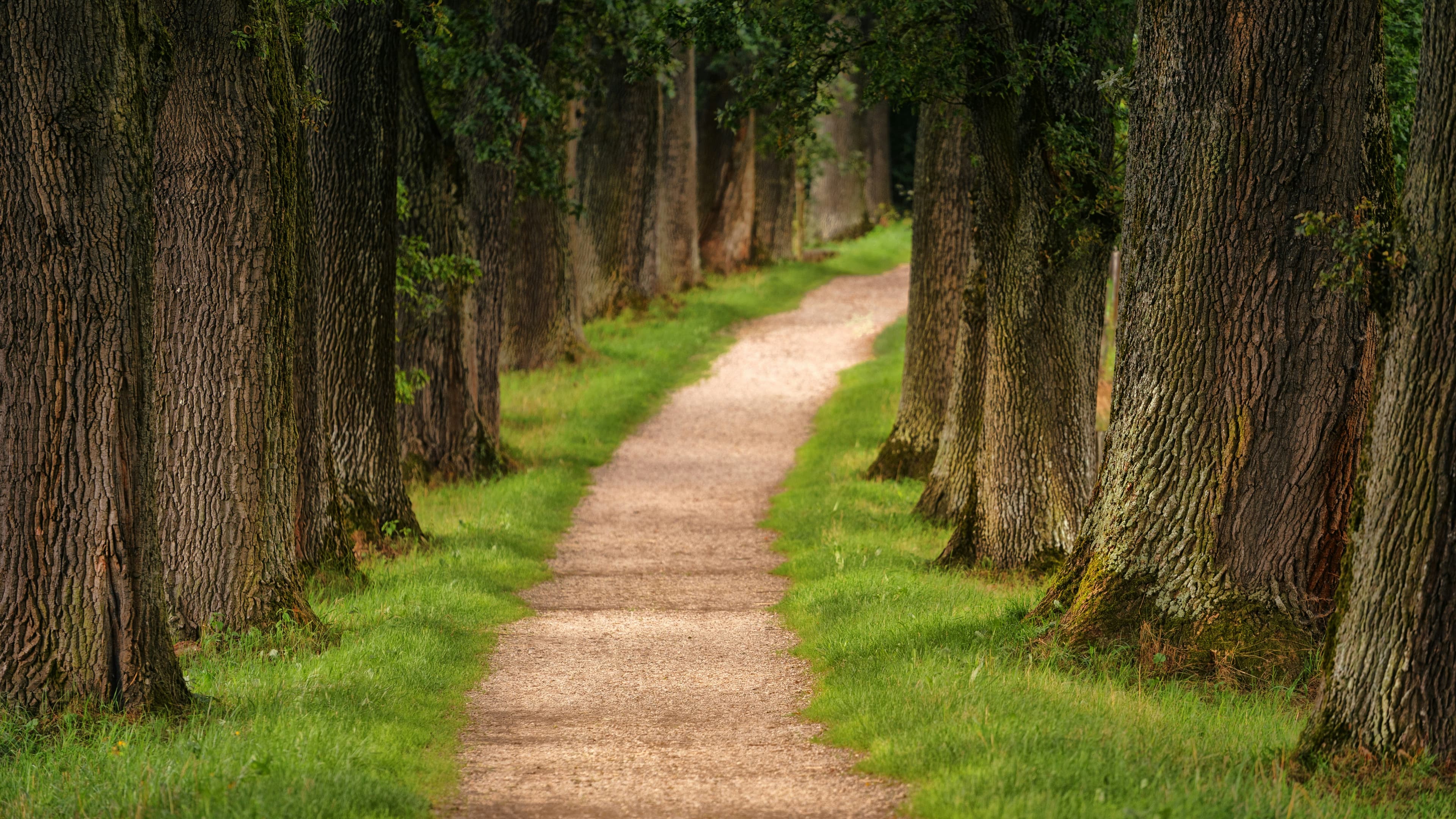 A sunlit forest pathway lined with trees, creating a natural tunnel of light
