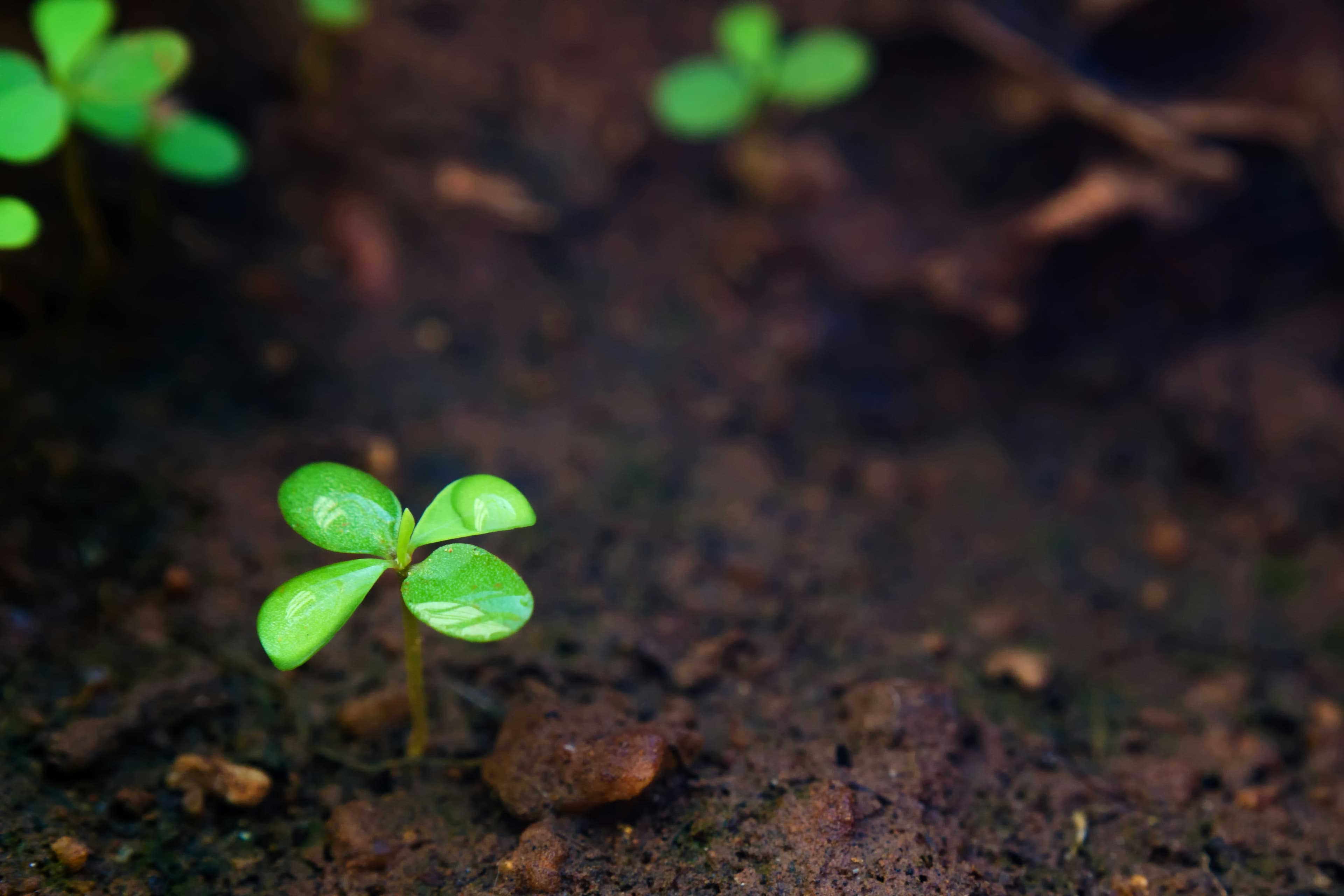 A small green sprout emerging from the soil