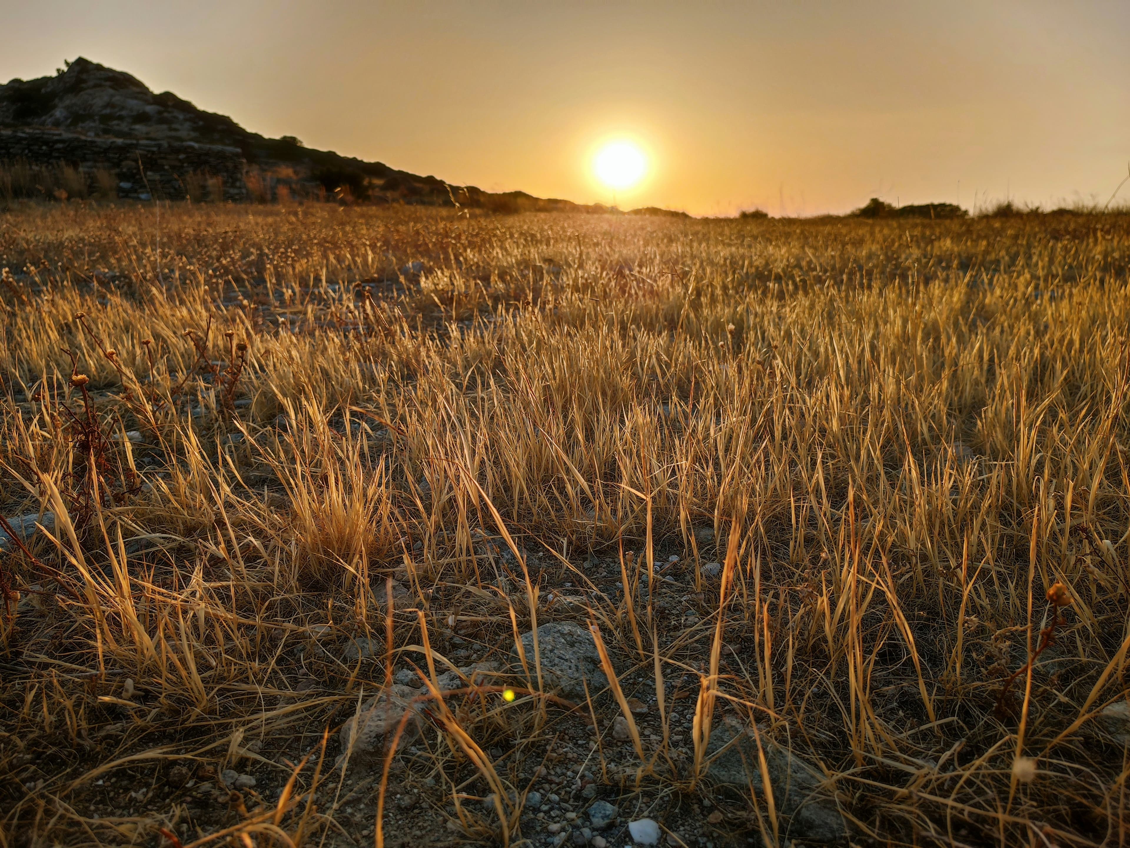 A scenic sunset over a field of tall grass during golden hour