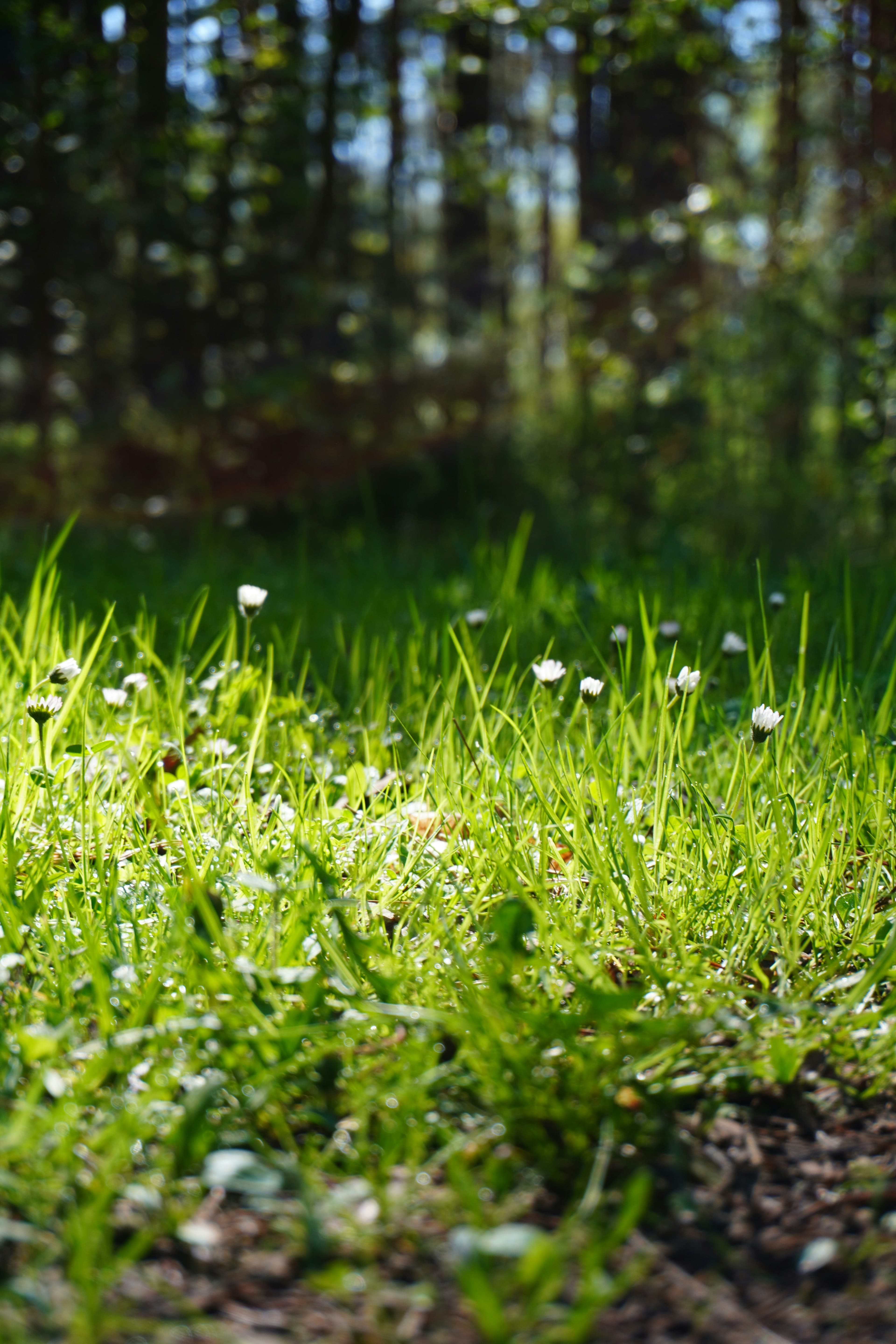 Wildflowers blooming in a sunny, green meadow