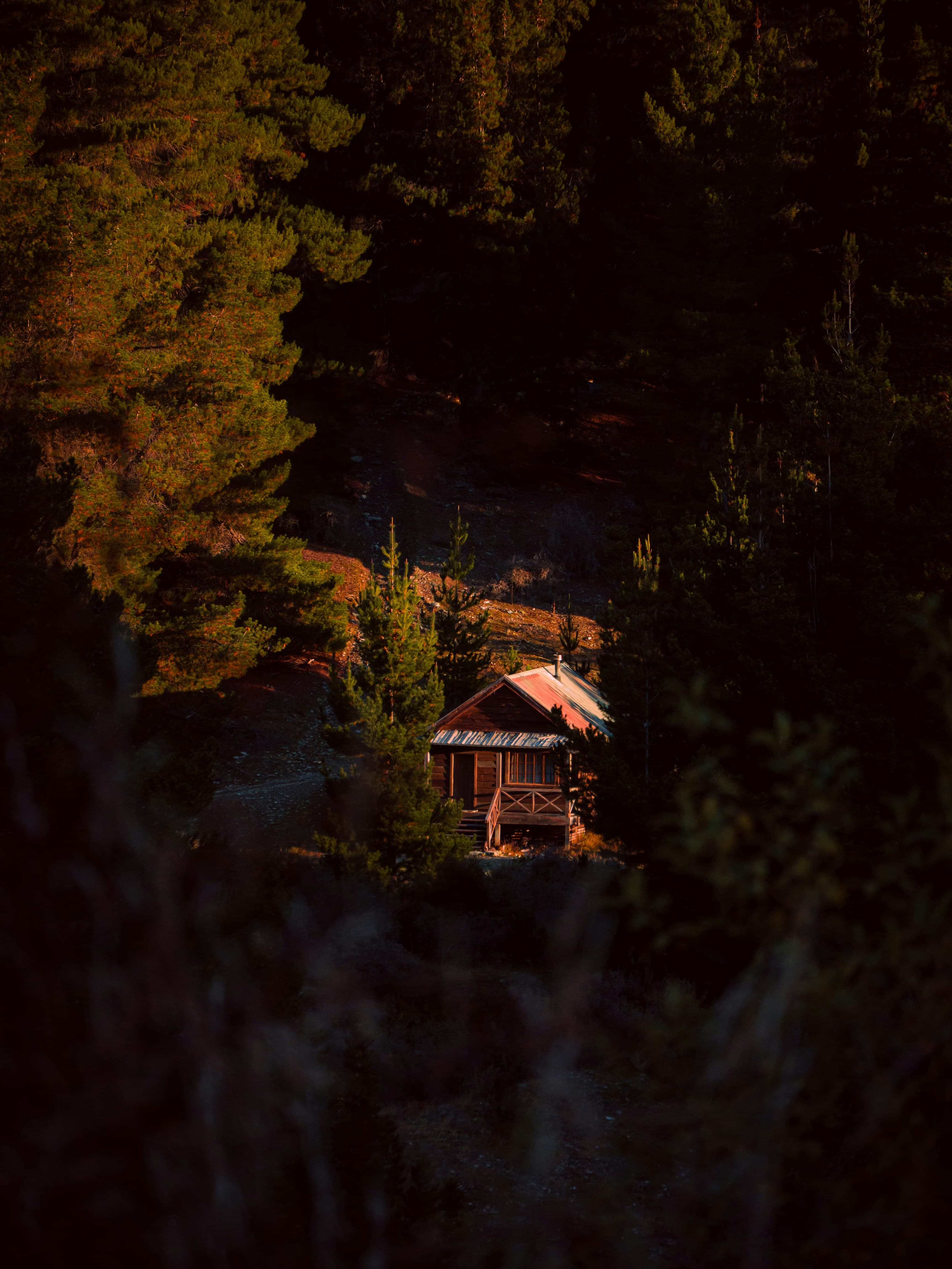 A small cabin sheltered in the middle of a forest