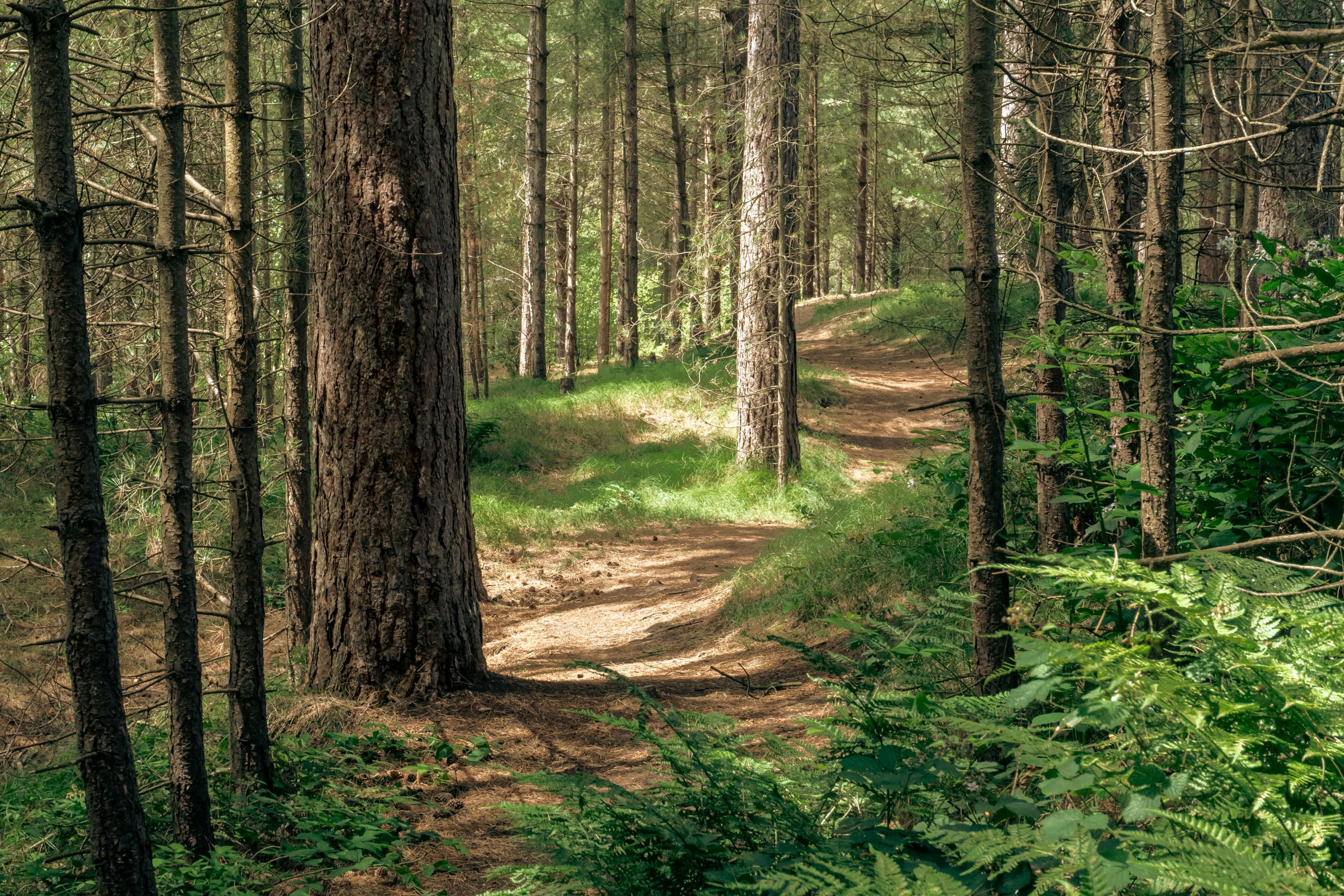 A sun-dappled path winding through a quiet forest