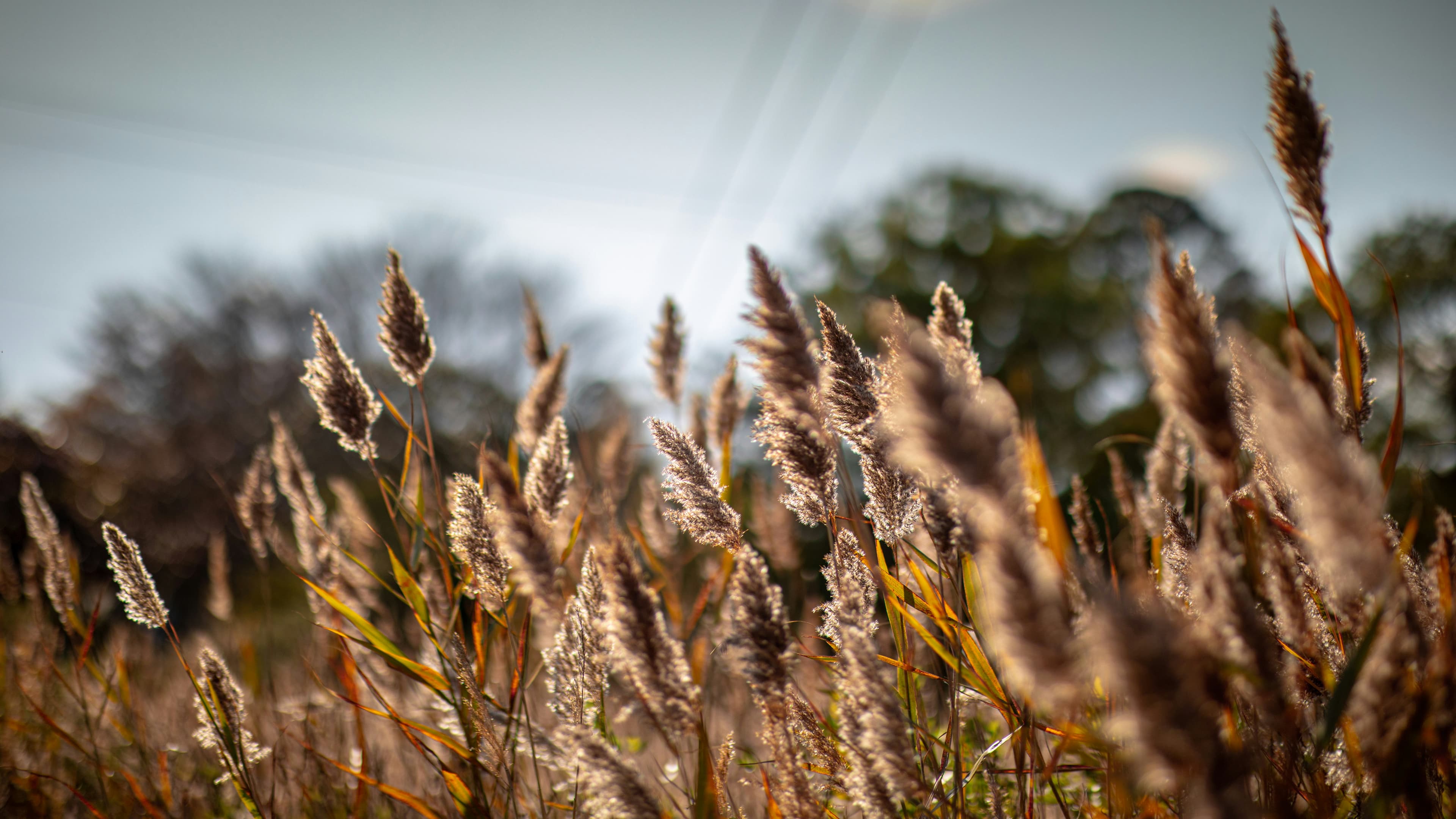 Tall grass swaying gently in the breeze