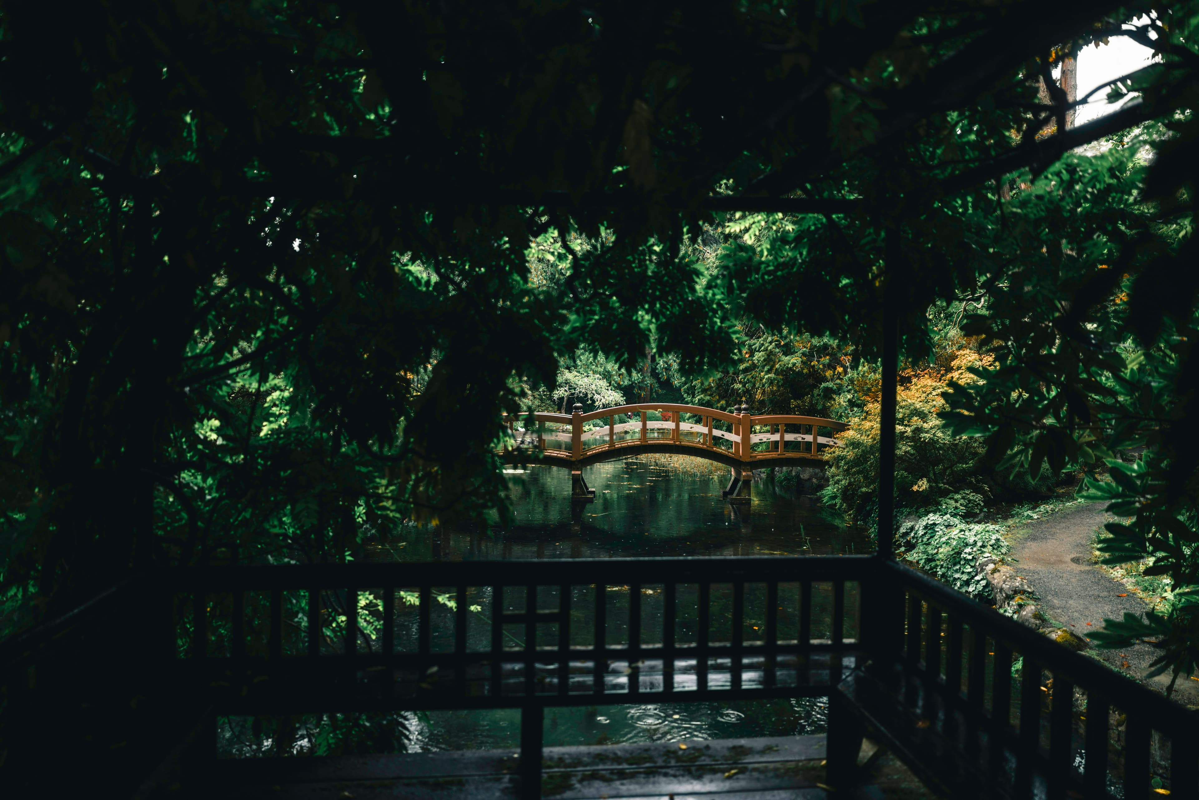 Wooden bridge over a tranquil stream in a lush forest, Victoria, Canada